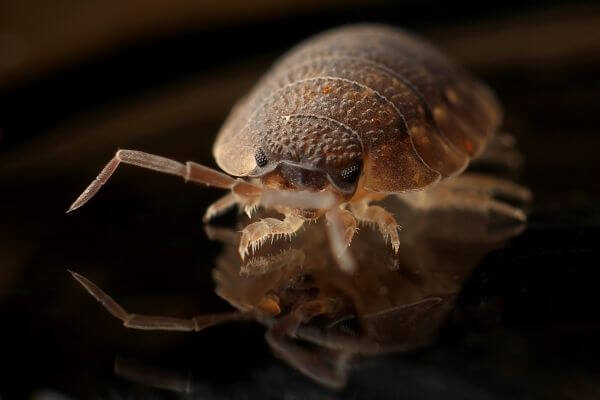 PEST CONTROL BOREHAMWOOD, Hertfordshire. Pests Our Team Eliminate - Bed Bugs.