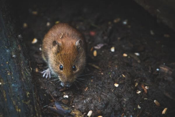 PEST CONTROL BOREHAMWOOD, Hertfordshire. Pests Our Team Eliminate - Mice.