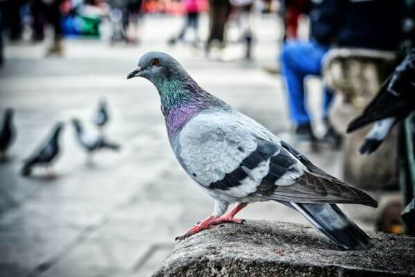 PEST CONTROL BOREHAMWOOD, Hertfordshire. Pests Our Team Eliminate - Pigeons.