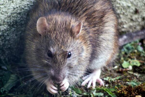 PEST CONTROL BOREHAMWOOD, Hertfordshire. Pests Our Team Eliminate - Rats.