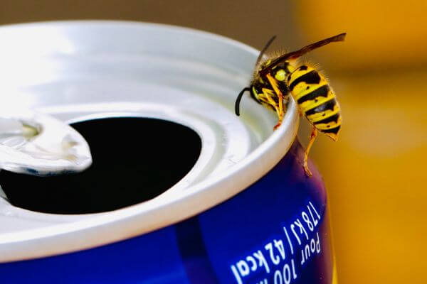 PEST CONTROL BOREHAMWOOD, Hertfordshire. Pests Our Team Eliminate - Wasps.